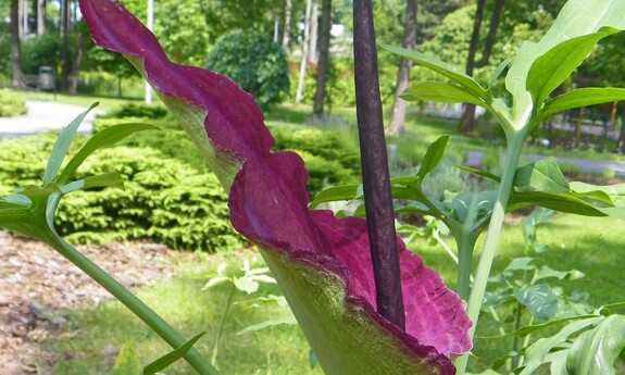 Smocze języki w Ogrodzie Botanicznym UZ